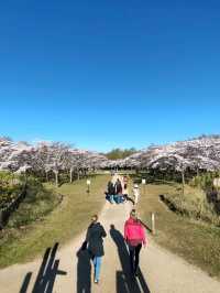 Fun Under The Cherry Blossom at Bloesempark