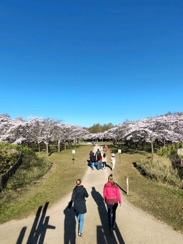 Fun Under The Cherry Blossom at Bloesempark