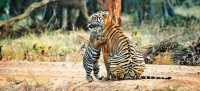 Ranthambore Tiger Reserve