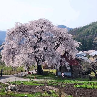 Cherry Blossoms with a Side of Mountain