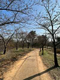 Springtime Serenity in Incheon: Cherry Blossoms by the Water