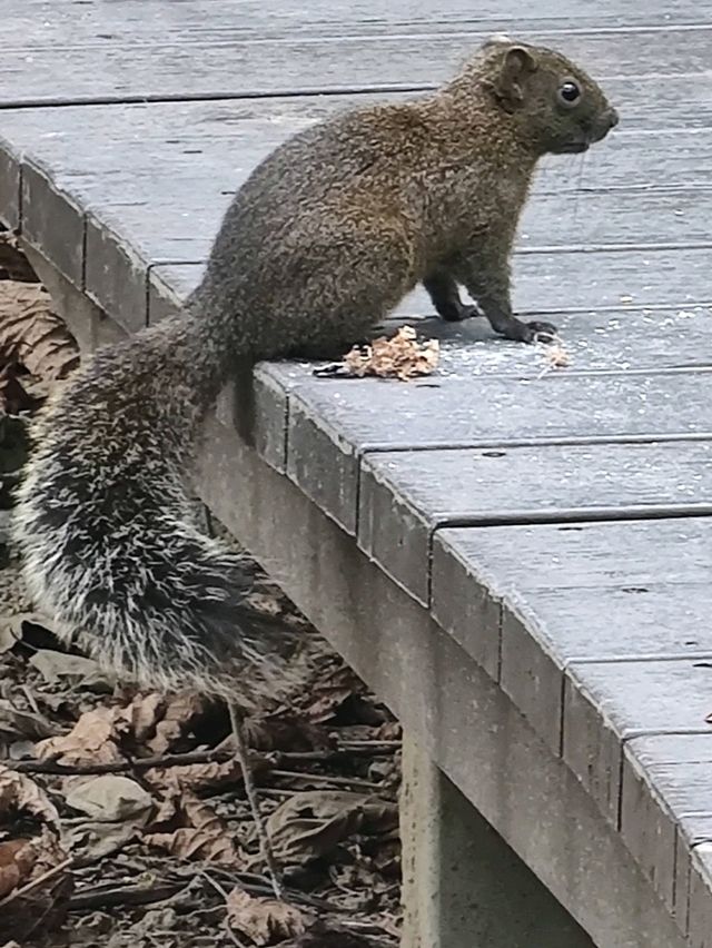 #巴克禮紀念公園-臺南市東區