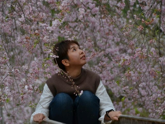 春の絶景！桜に包まれる智者の丘公園へ