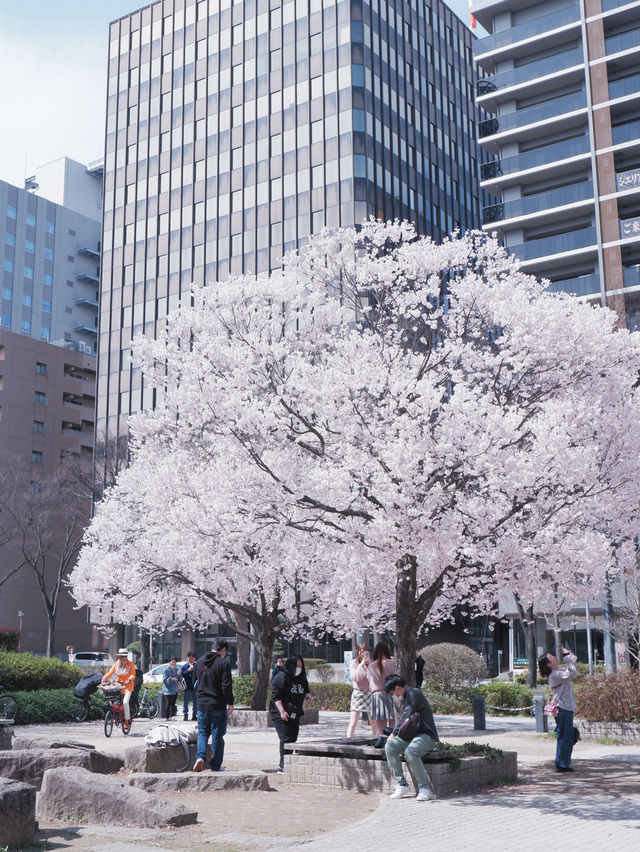 東京高速巴士直達仙台賞櫻