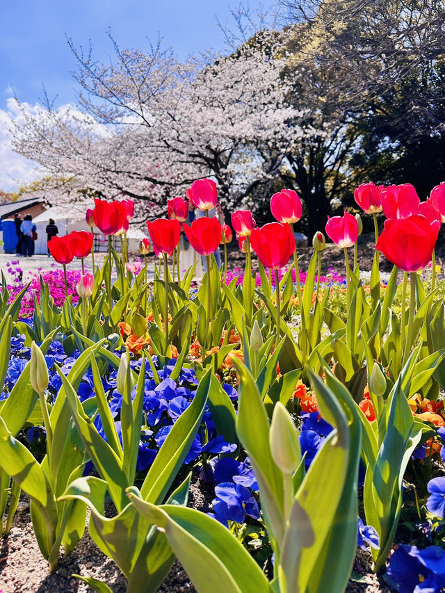 Mirror of Blossoms: A Stroll Around Ohori Park’s Sakura Ring