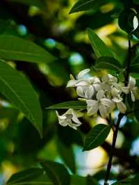 Blooms of Dhaka University: A Peaceful Pause in the Heart of the City