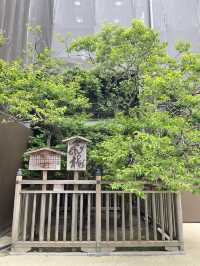 福岡必去🇯🇵太宰府天滿宮半日遊⛩️
