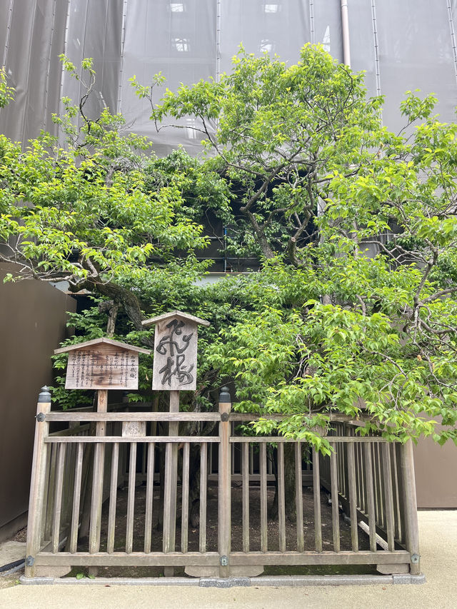 福岡必去🇯🇵太宰府天滿宮半日遊⛩️