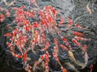 Ritsurin Garden – Tranquility in Every Season