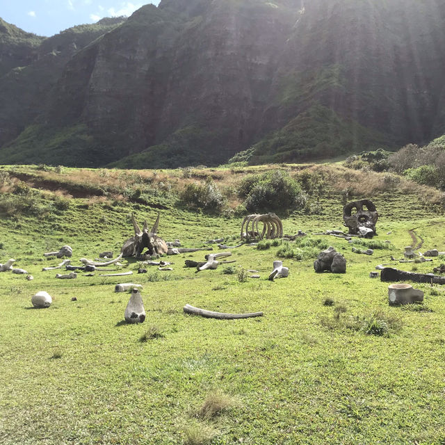 クアロアランチ　ハワイで大自然を楽しむ！⛰