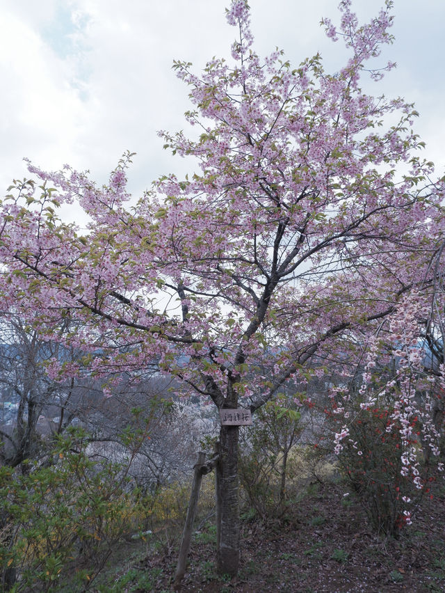 大阪飛去日本東北賞櫻: 一目千木櫻 