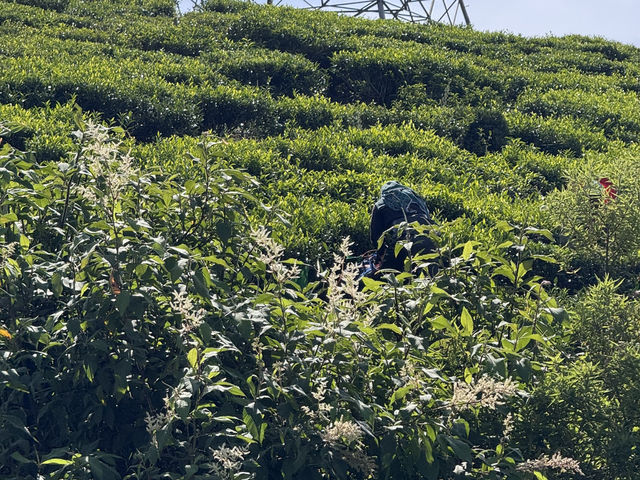 Green Pastures and Cool Breeze #Nuwareliya