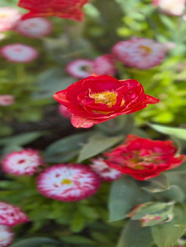 Butchart Gardens – A Floral Wonderland in British Columbia