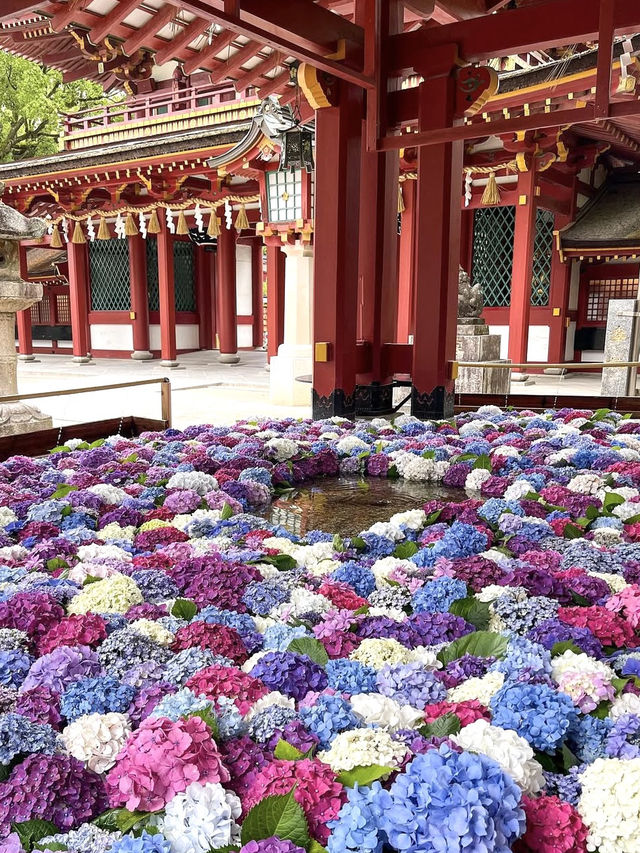 【福岡観光】色とりどりの紫陽花が浮かぶ花手水❁⃘