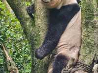 Chengdu 4 Days Travel Guide 