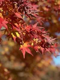 紐西蘭Rotorua 秋色美🍁🍂