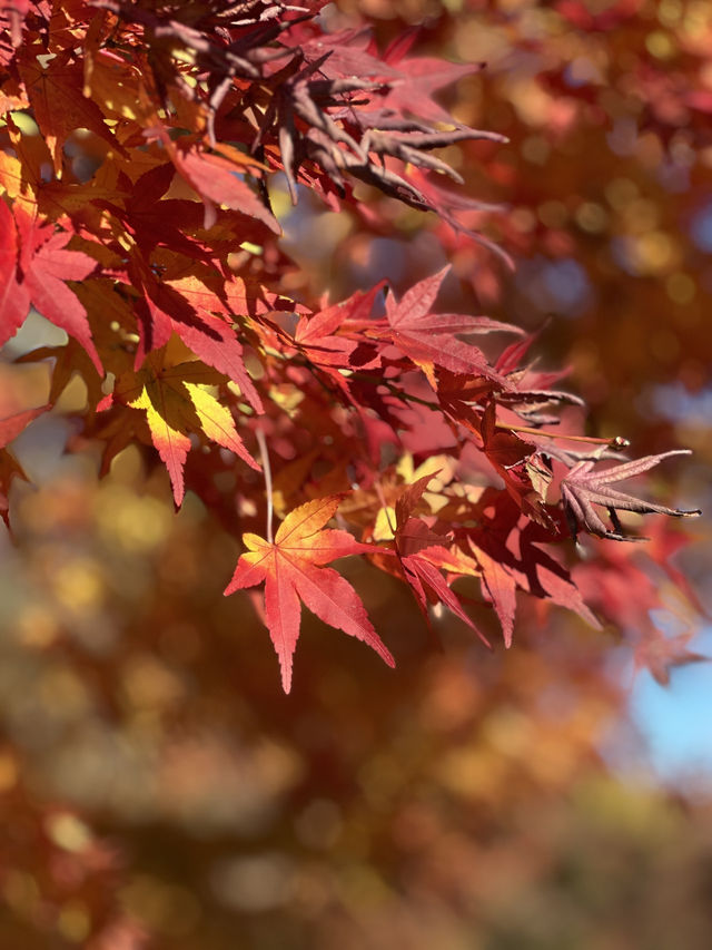 紐西蘭Rotorua 秋色美🍁🍂