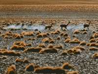 Atacama Desert – Earth’s Most Surreal Landscape