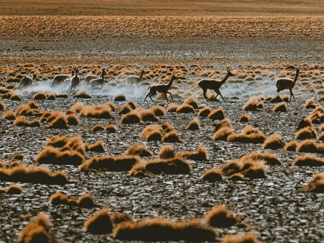 Atacama Desert – Earth’s Most Surreal Landscape