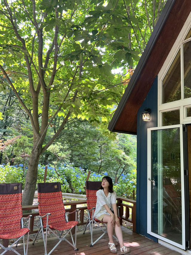 고성 그레이스정원 수국 후기🌿💙