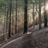 Polipoli Spring State Recreation Area – Maui