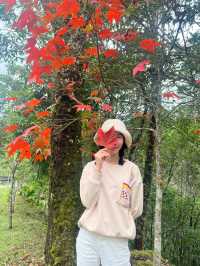  ตามหาใบเมเปิ้ลแดงกลางขุนเขา 🌄 🍁