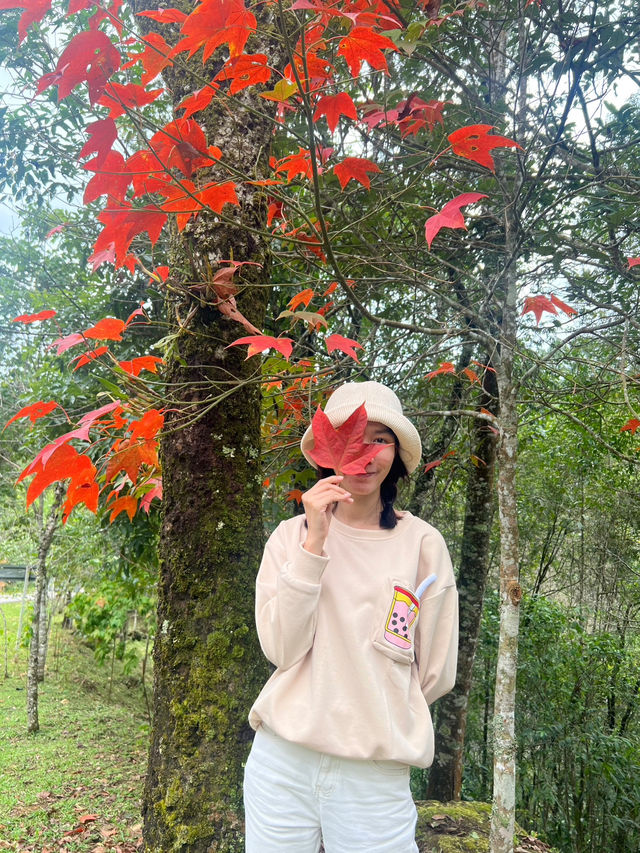  ตามหาใบเมเปิ้ลแดงกลางขุนเขา 🌄 🍁