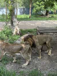 北碧府野生動物園