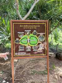 ⛰️ หุบป่าตาด ป่าดึกดำบรรพ์เมืองไทย