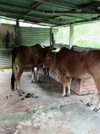 Kebun-Kebun Bangsar: Serene Urban Farm Oasis in the Heart of KL 