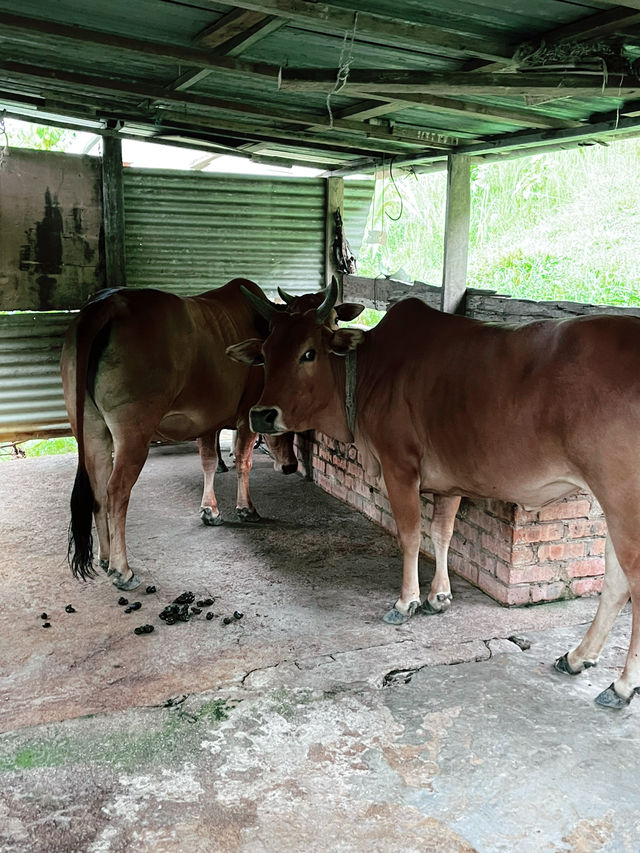 Kebun-Kebun Bangsar: Serene Urban Farm Oasis in the Heart of KL 