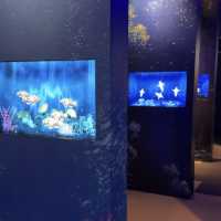 五感で感じる体験‼️デジタル海さんぽ