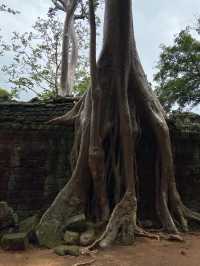 【世界遺産】アンコールワットは史上最高の廃墟🇰🇭