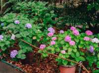 ไฮเดรนเยียบานแล้ว…ใจกลางเมืองฟุกุโอกะ🌿🌸