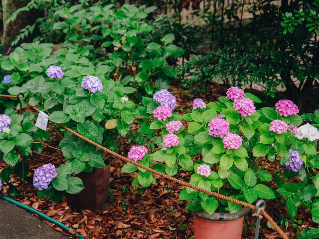 ไฮเดรนเยียบานแล้ว…ใจกลางเมืองฟุกุโอกะ🌿🌸