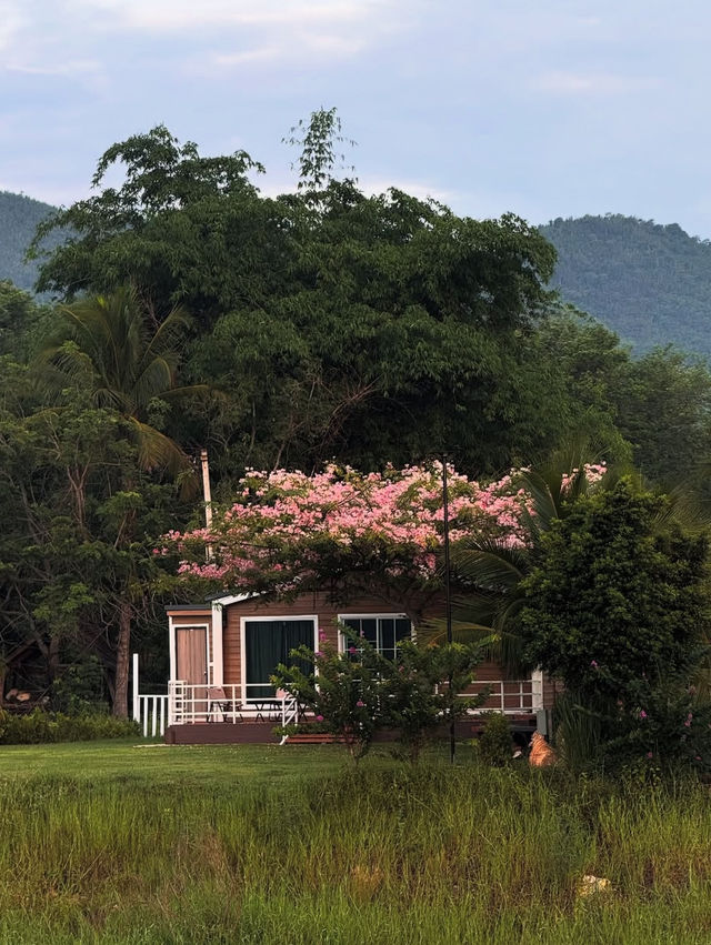 Thammachard Campground ลานกางเต็นท์ ธรรมชาติ