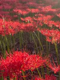 真紅の絨毯に包まれる「巾着田曼珠沙華公園」で、秋の感動旅
