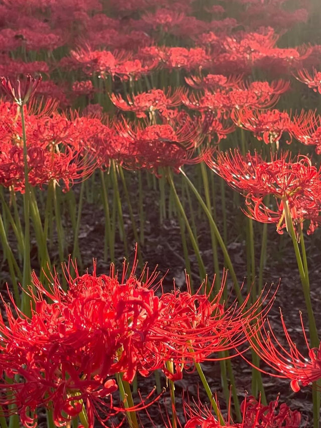 真紅の絨毯に包まれる「巾着田曼珠沙華公園」で、秋の感動旅