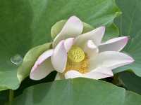 香港好去處 | 賞花 | 塱原自然生態公園 | 荷花