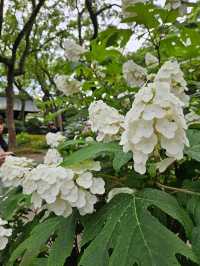 超美！福岡季節限定的紫陽花園