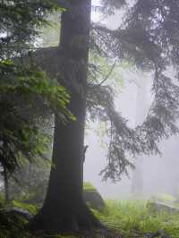 🌲神秘の森で癒しの時間を。黒い森で自然と心がつながる旅🍃