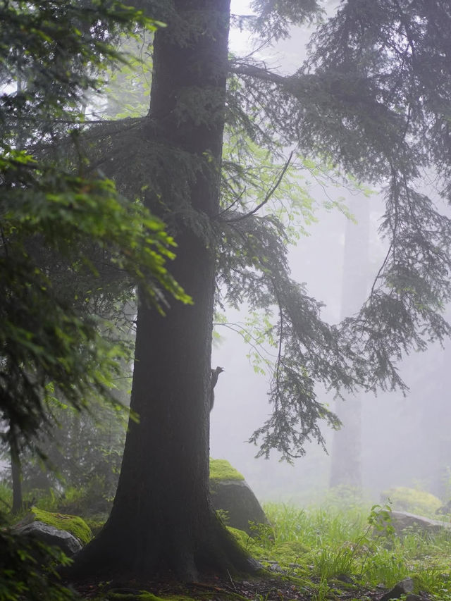 🌲神秘の森で癒しの時間を。黒い森で自然と心がつながる旅🍃