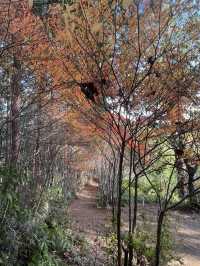 【まるでジブリの世界🌲丸山公園“トトロの森”で紅葉トンネル散歩】