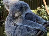 Featherdale Sydney Wildlife Park