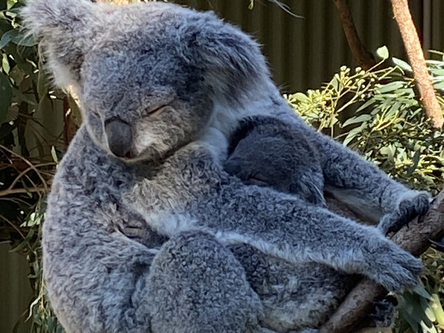 Featherdale Sydney Wildlife Park