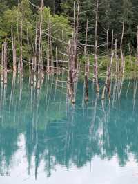 9 Days in Sapporo; Otaru; Lake Toya; Furano; Biei and Back to Sapporo