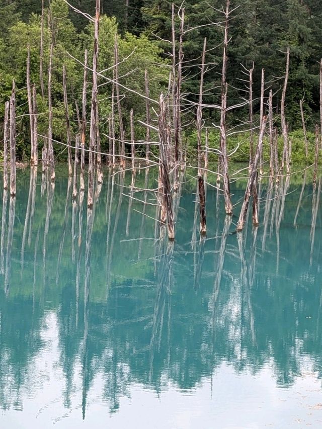 9 Days in Sapporo; Otaru; Lake Toya; Furano; Biei and Back to Sapporo