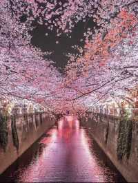🌸東京櫻花季｜5大絕美賞櫻地全攻略 