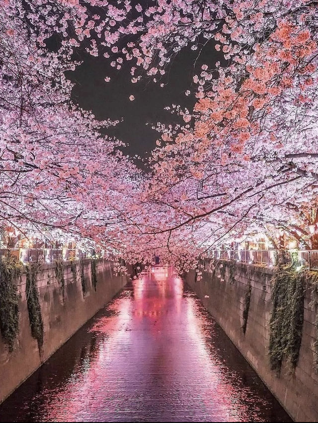 🌸東京櫻花季｜5大絕美賞櫻地全攻略 