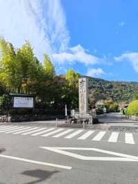 Forest Bamboo Kyoto: A Journey Through Stillness